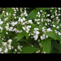 Deutzia gracilis (fam Hydrangeacees) (Japon, Chine) (3)